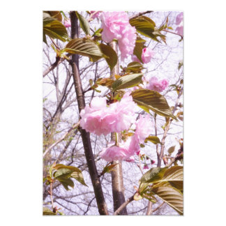 13"x19" Cherry Blossoms フォトプリント