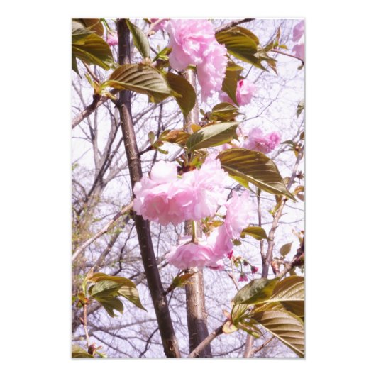 13"x19" Cherry Blossoms フォトプリント (正面)