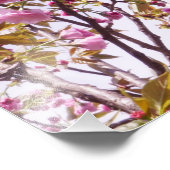 13"x19" Cherry Blossoms フォトプリント (角)