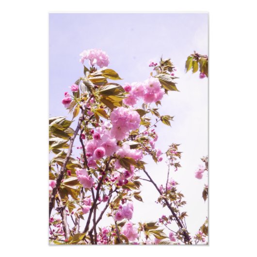 13"x19" Cherry Blossoms フォトプリント (正面)