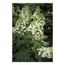 13"x19" Oakleaf Hydrangea