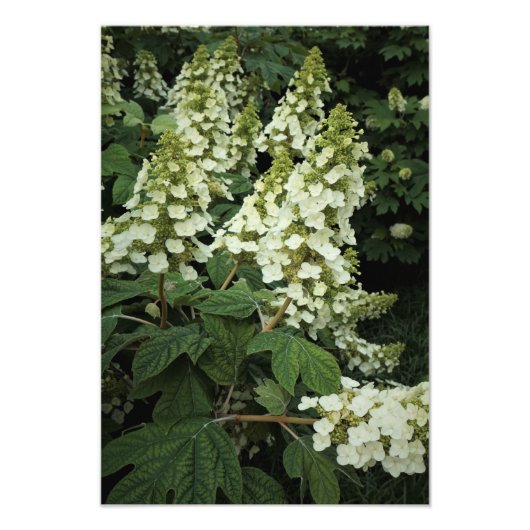 13"x19" Oakleaf Hydrangea フォトプリント (正面)