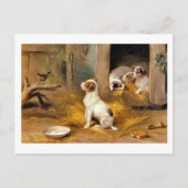 13a子犬 ポストカード (正面)