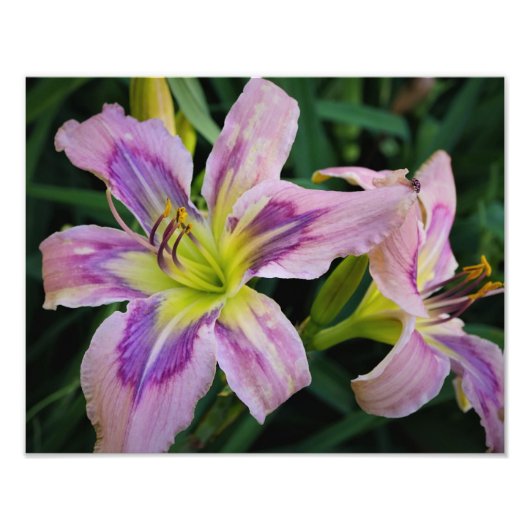 14インチx11インチデイリー フォトプリント            (正面)