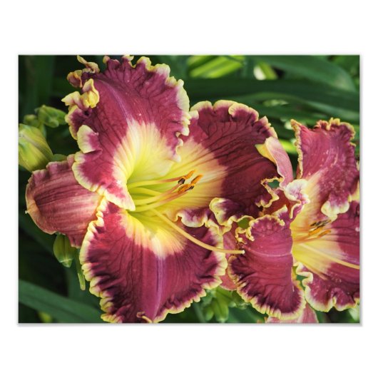 14インチx11インチデイリー フォトプリント            (正面)