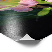 14インチx11インチデイリー フォトプリント            (角)