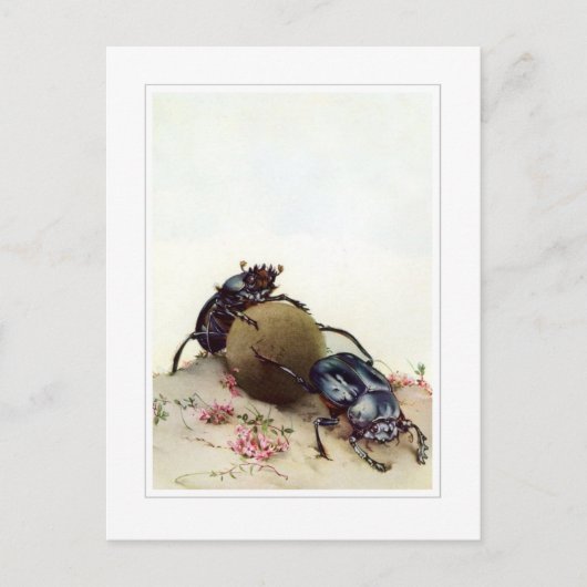 143.カブトムシ ポストカード (正面)
