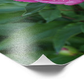 14"x11"ピンク牡丹 フォトプリント            (角)