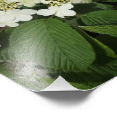 14"x11" 白いガビウスの花 フォトプリント            (角)