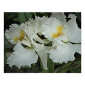 14"x11"蘭 フォトプリント            (正面)