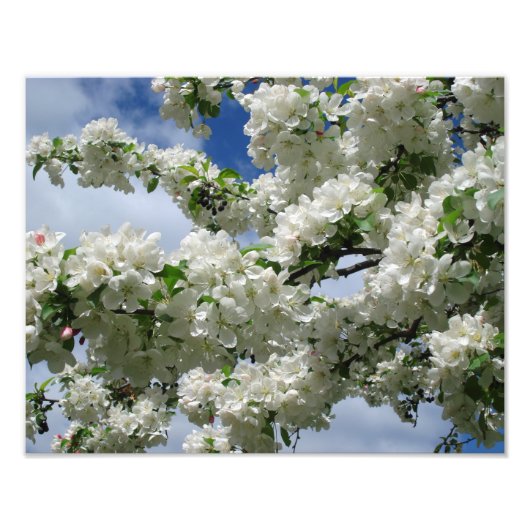 14"x11"開花クラベリン フォトプリント            (正面)