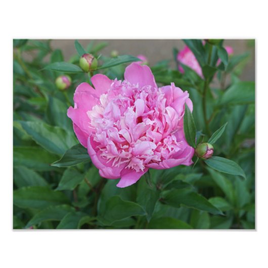 14"x11" Pink Peony フォトプリント (正面)