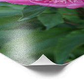 14"x11" Pink Peony フォトプリント (角)