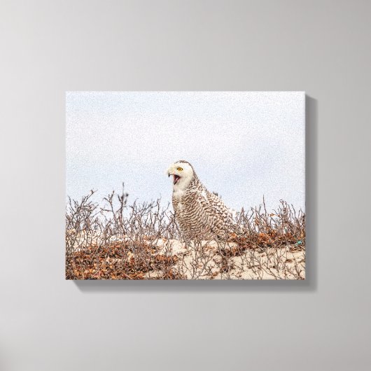 14x11スノーフクロウビーチ キャンバスプリント (正面)