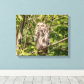 14x11スリーピーバーレッドフクロウ キャンバスプリント (インサイチュ (ウッドフロア))