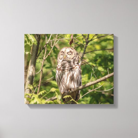 14x11スリーピーバーレッドフクロウ キャンバスプリント (正面)