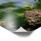 14x11ハゲ離れワシの巣 フォトプリント            (角)