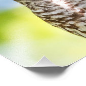 14x11バーレッドフクロウ フォトプリント (角)