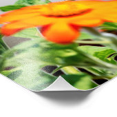 14x11花の植物のハミングバード フォトプリント            (角)