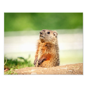 14x11若者Groundhog フォトプリント