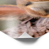 14x11赤リス フォトプリント (角)