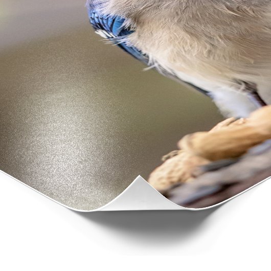 14x11青いカケスとピーナッツ フォトプリント (角)