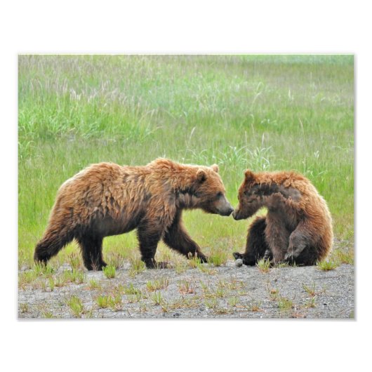 14x11 Satin photo of grizzly bear cubs フォトプリント (正面)