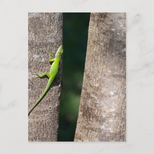 15分.JPG ポストカード (正面)