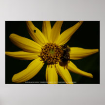 152.ブンブンいう音ひまわり