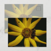 152.ブンブンいう音ひまわり ポストカード (正面/裏面)