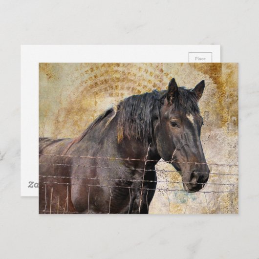 153.やさしい馬荷車を引く馬 ポストカード (正面/裏面)