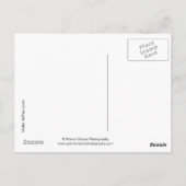 15881-RAセクシーカウボーイ ポストカード (裏面)