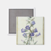 15：カンパヌラ：中1787 マグネット (正面/裏面)