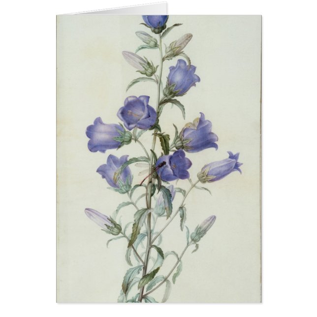 15: Campanula: 媒体1787年 (正面)