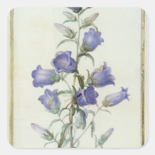 15: Campanula: 媒体1787年 スクエアシール