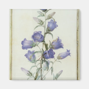 15: Campanula: 媒体1787年 マグネット