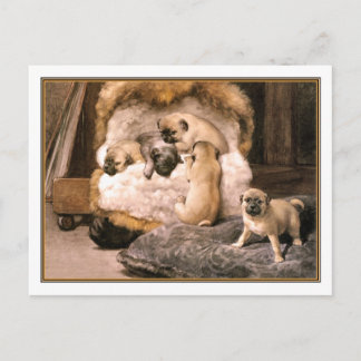 15bパグパピー ポストカード