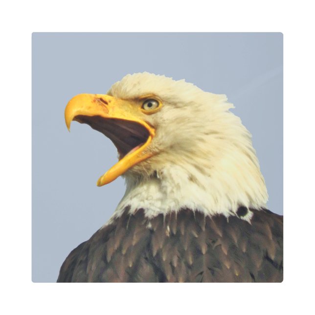 16インチx 16インチメタルウォールアートオブイーグル メタルプリント (正面)