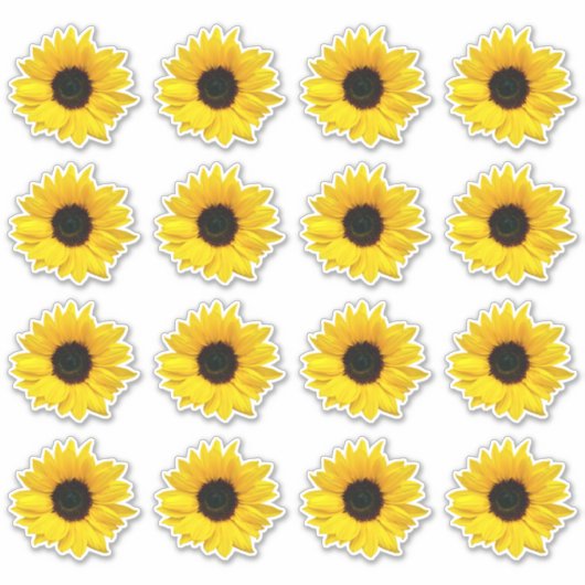 16個の黄色いひまわりの花のキスカットステッカー シール (正面)
