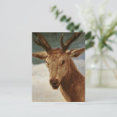 1634年、山頭 ポストカード (スタンド正面)