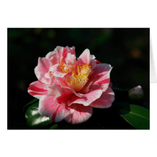 167 -カスタマイズ