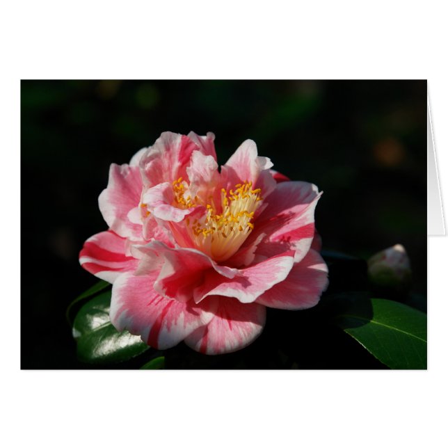 167 -カスタマイズ (正面横)