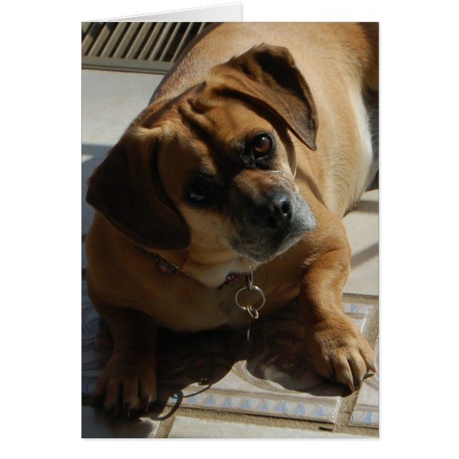 167 Puggleカード (正面)