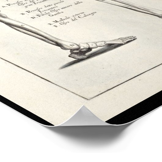 1691解剖学芸術的脚ボーンズ美術プリント ポスター (角)