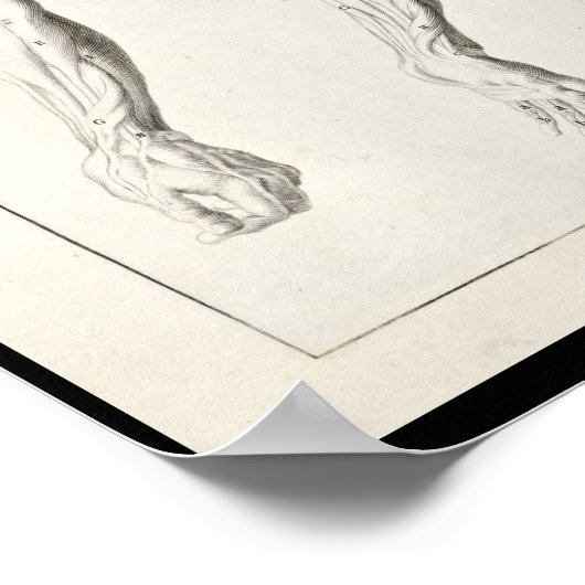 1691解剖学芸術的腕の筋肉アートプリント ポスター (角)