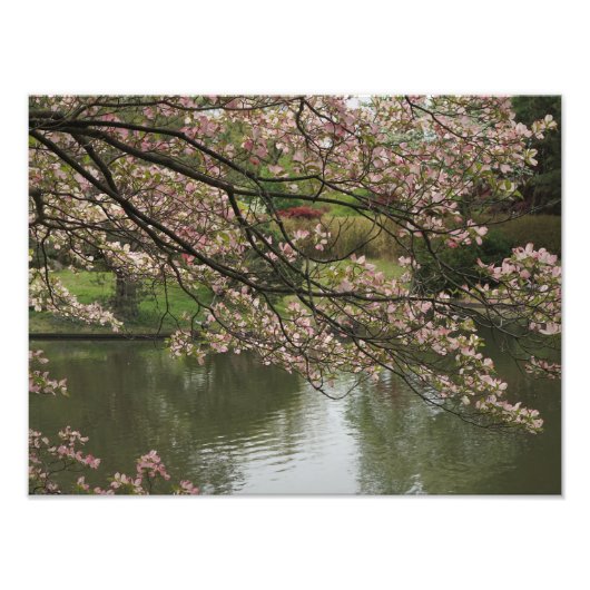 16"x12" Pink Dogwood フォトプリント (正面)