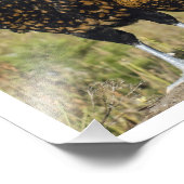 16 X 12ポーランドチキン4羽 フォトプリント            (角)