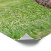 16x12ウサギ草の中に立って、恥ずかしそうに見える ポスター (角)