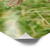 16x20未熟な赤尾タカ フォトプリント            (角)