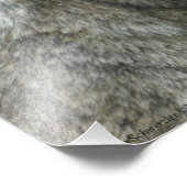 16X20未熟な赤狼 フォトプリント            (角)